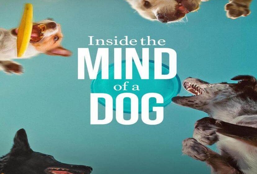  Documentales de Netflix que no debes perderte si eres amante de los animales