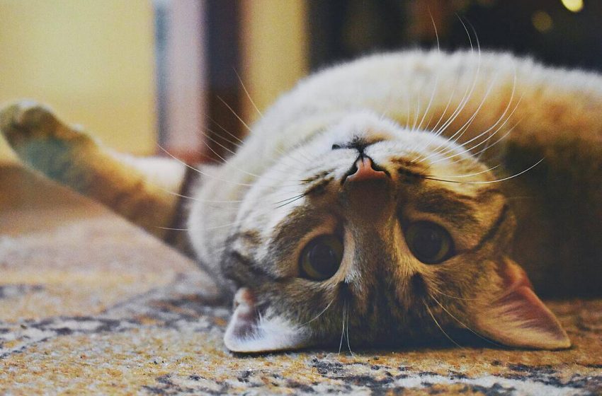  ¿Por qué en El Salvador llamamos “michi” a todos los gatos?