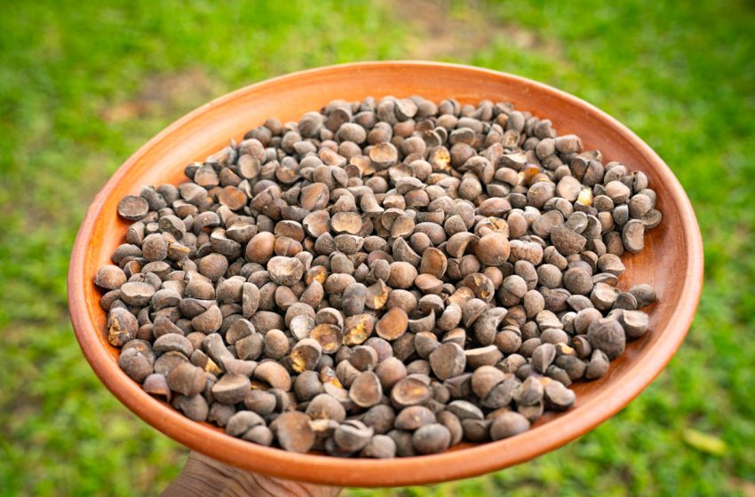  Izalco celebrará el Festival del Ojushte 2026