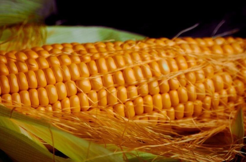  El maíz, ingrediente estrella de la tradición culinaria en El Salvador