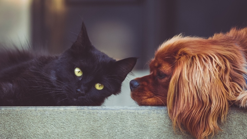 ¿Por qué la caída excesiva de pelo en tus mascotas es un signo de alarma?