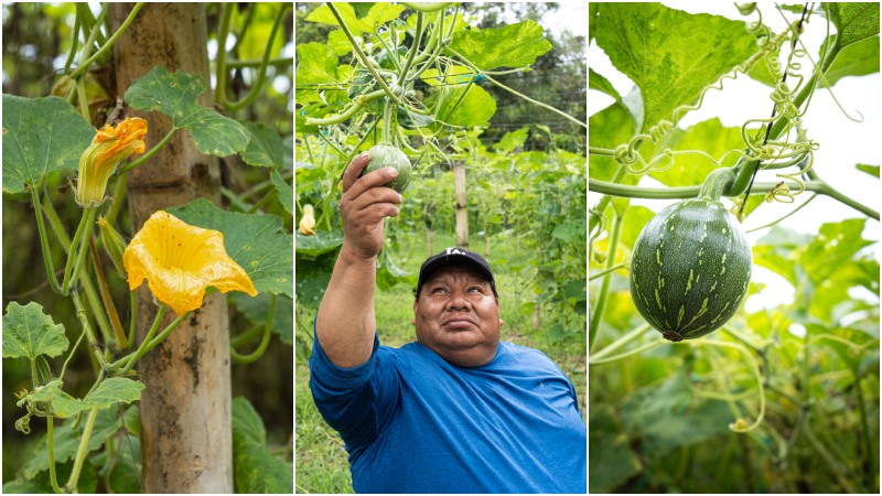  Esta es la historia de José Vázquez, el agricultor que impulsa el cultivo de ayote en Cuscatlán