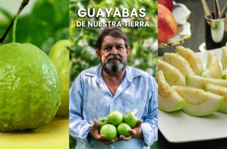 San José Guayabal realizará su Festival de la Guayaba 2025