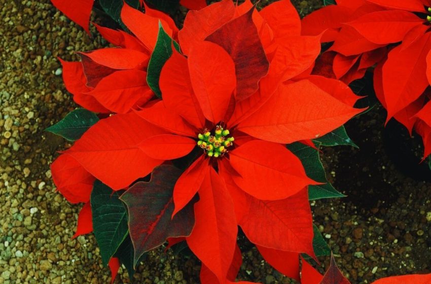  Flor de Pascua: la planta que viste de rojo la Navidad y merece cuidados especiales