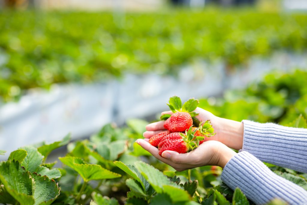 San Ignacio en Chalatenango. La Ruta Fresca-El Pital