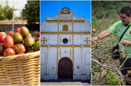 San Lorenzo ofrece experiencias turísticas por las plantaciones del jocote barón rojo