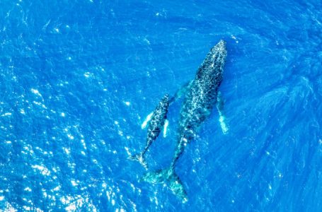 Conoce la importancia de las Áreas Naturales Protegidas en El Salvador