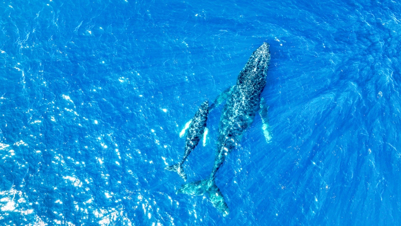 Conoce la importancia de las Áreas Naturales Protegidas en El Salvador