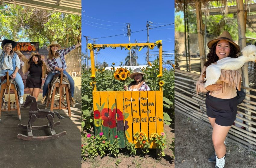  Festival del Girasol: Esto es todo lo que podrás disfrutar en esta fiesta de flores amarillas