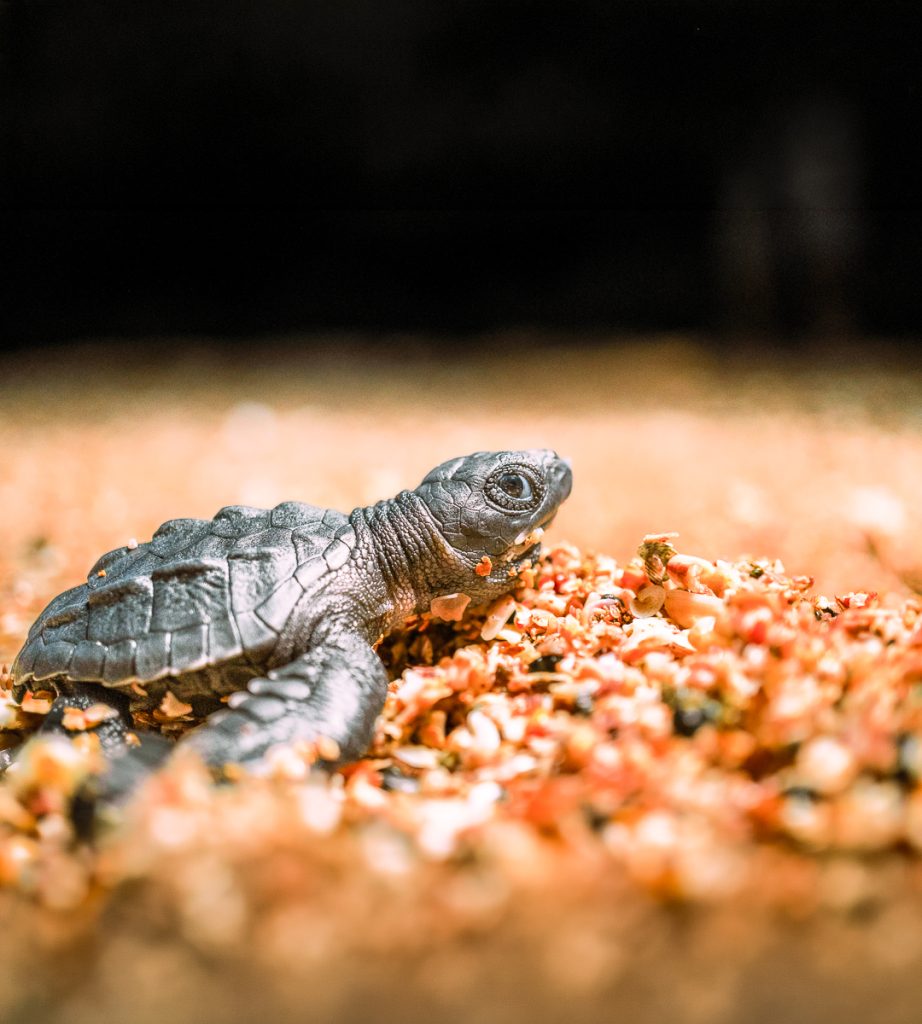 Conoce la importancia de las Áreas Naturales Protegidas en El Salvador