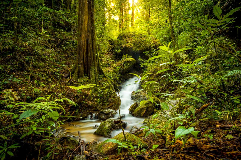 Conoce la importancia de las Áreas Naturales Protegidas en El Salvador