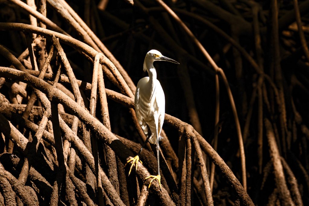 Conoce la importancia de las Áreas Naturales Protegidas en El Salvador