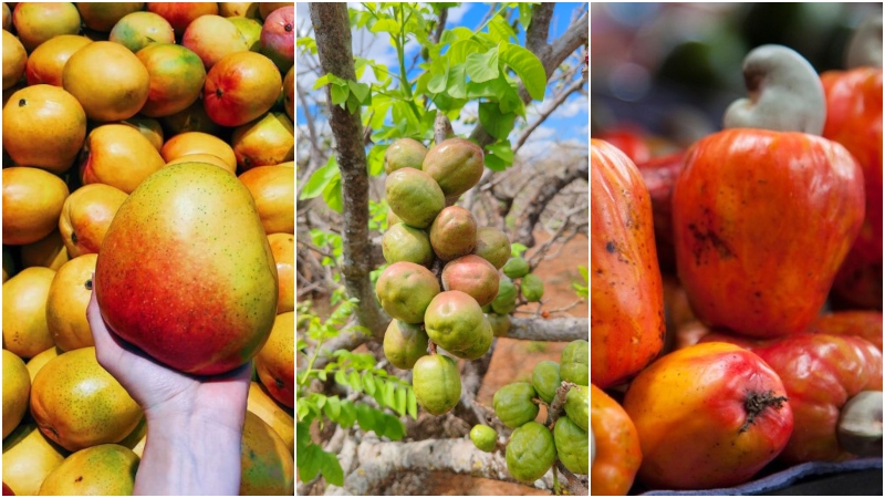 Las frutas de temporada en El Salvador, ¿cuál es tu favorita?