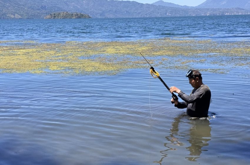  Salvadoreño sorprende con su técnica para pescar con arpón en el Lago de Ilopango