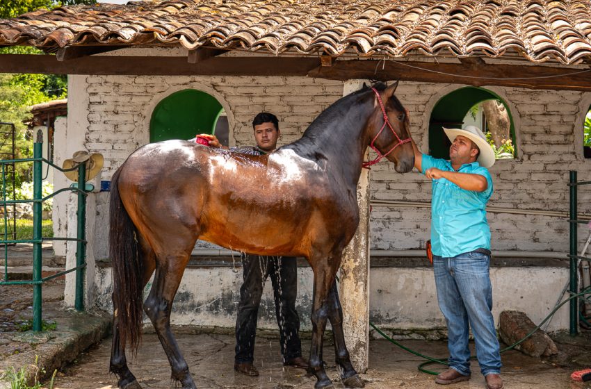  ¿Cómo se cuidan los caballos y por qué requiere tanta disciplina?