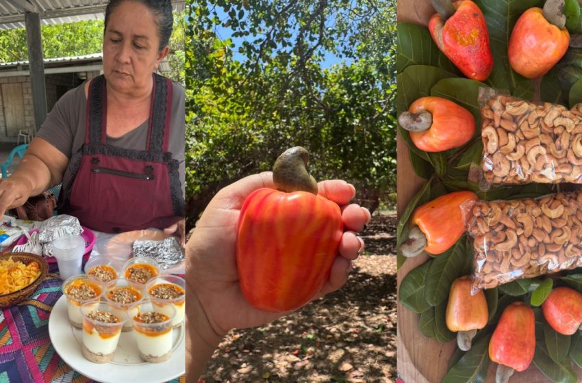  Isla de Montecristo se prepara para la cuarta edición del festival del marañón