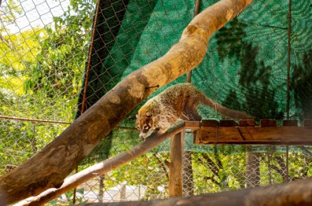 Conoce Georesguardo, el refugio que rescata fauna silvestre en El Salvador