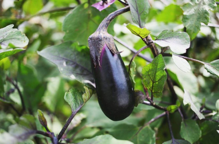  Berenjena: el ingrediente esencial para tus platos de verano