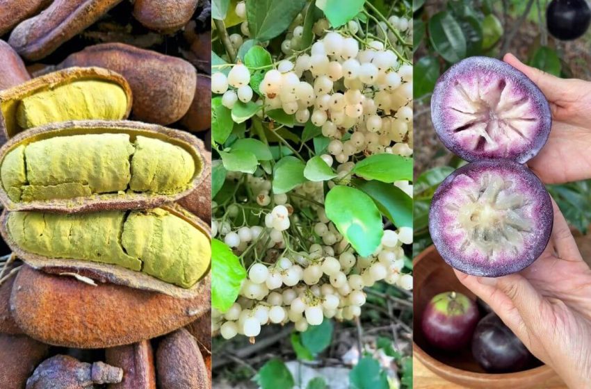  Frutas tradicionales en peligro de desaparecer del paladar salvadoreño