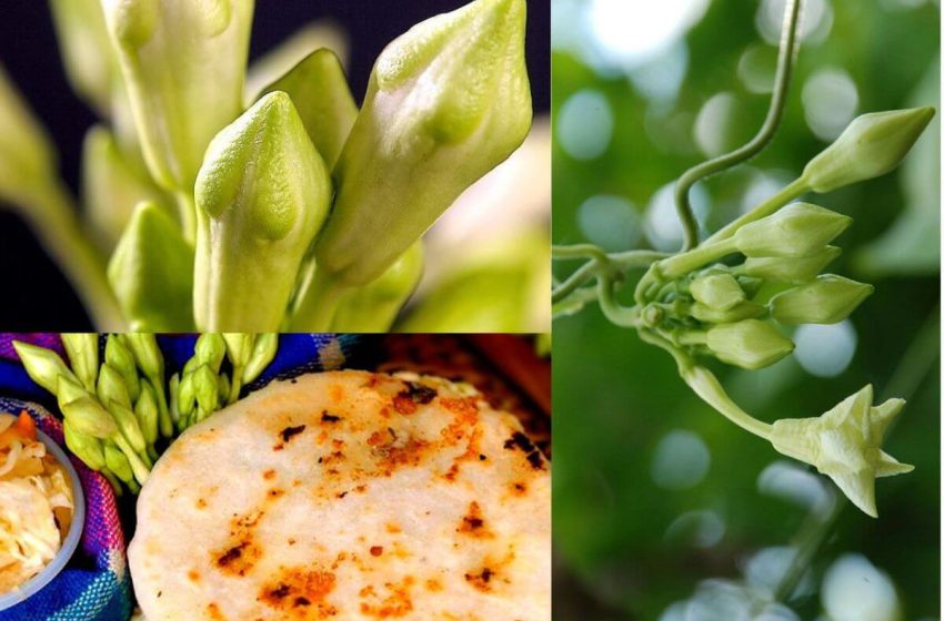  Las plantas silvestres que alimentan el orgullo salvadoreño