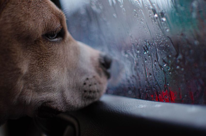  Consejos para cuidar a tus mascotas en temporada de lluvias