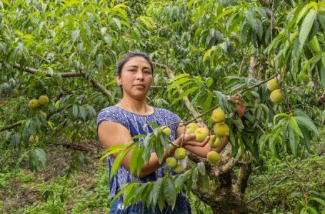 Productores salvadoreños viven su temporada más dulce con la cosecha de melocotón en Río Chiquito