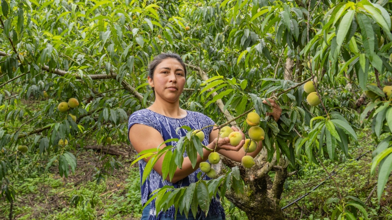 Productores salvadoreños viven su temporada más dulce con la cosecha de melocotón en Río Chiquito