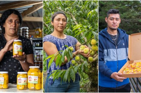 San Ignacio celebrará el Festival del Melocotón con recorridos por fincas y deliciosa gastronomía